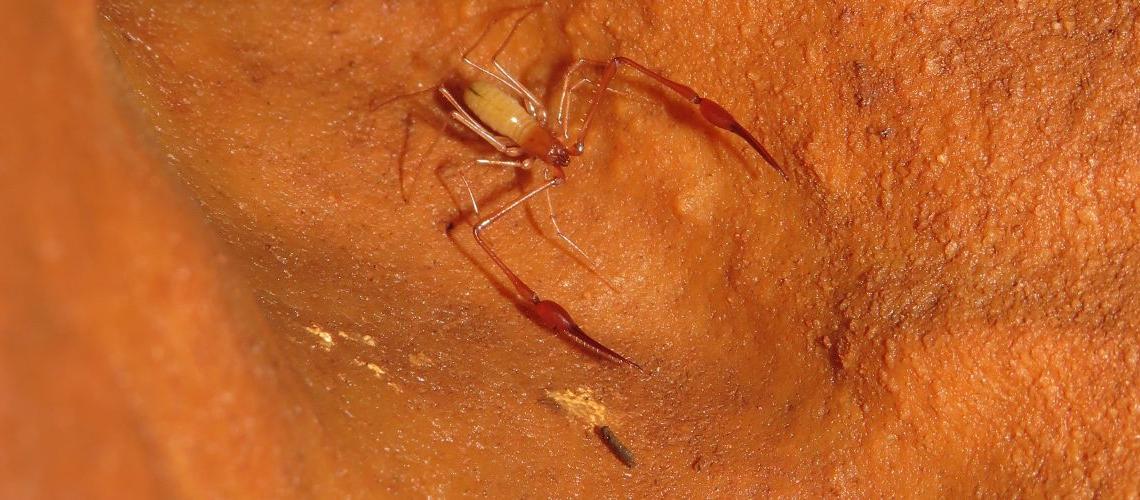 Pseudoescorpião - Gruta de Vale Telheiro, Loulé